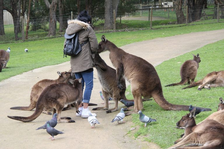 Home loan broker Ballarat article — kangaroos gathering around a visitor in a regional park