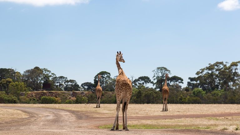 giraffes, werribee zoo, melbourne, werribee zoo, melbourne, melbourne, melbourne, melbourne, melbourne